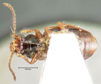 Media type: image;   Entomology 28693 Aspect: habitus ventral view